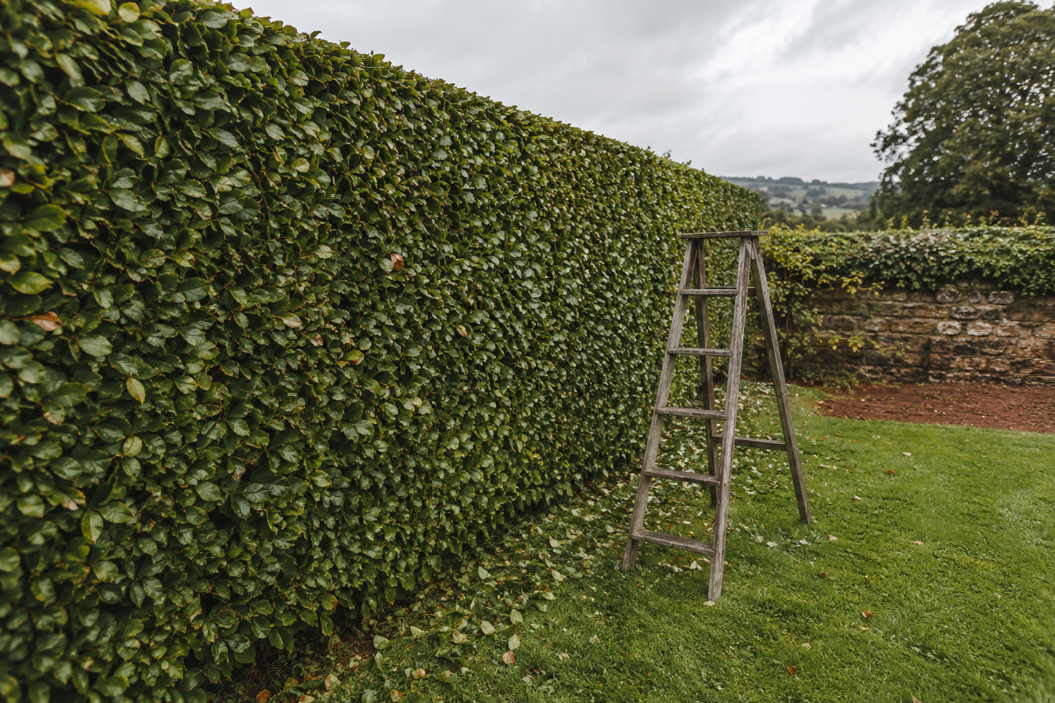 A freshly cut beech hedge