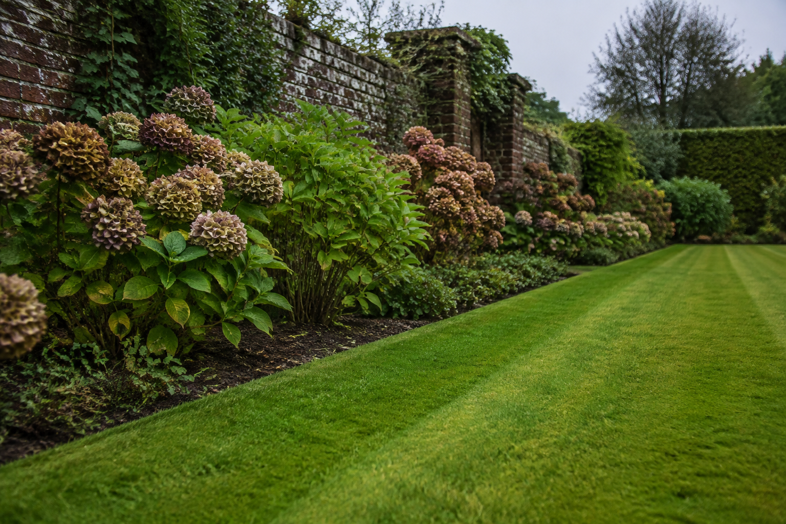 Mown lawn with a cut edge